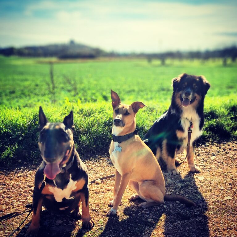 villa des truffes - poppy et ses amis